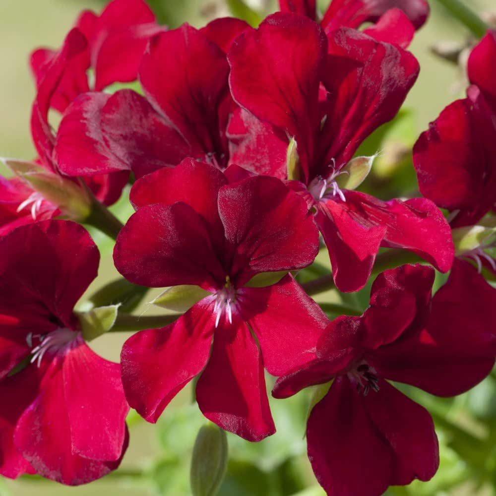 Thompson and Morgan Nurserymans Choice Geranium Jumbo Plant Plugs 10 Pack Image 4