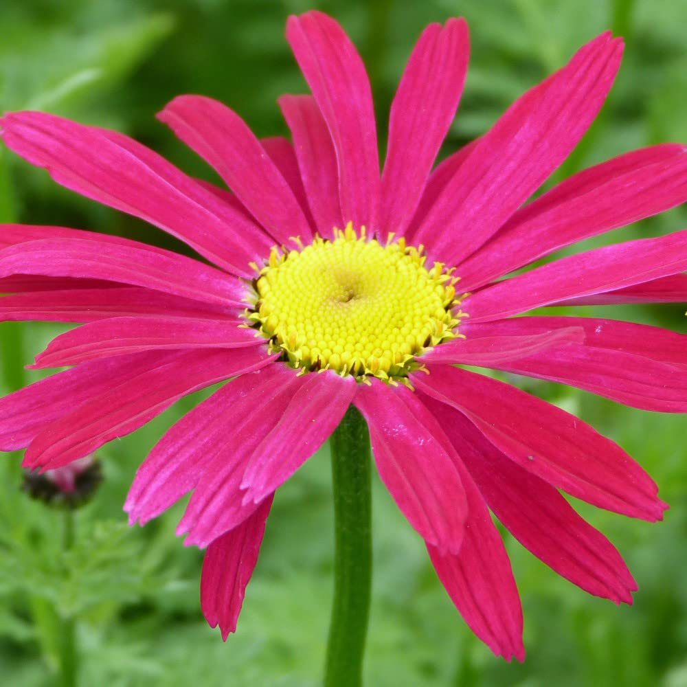 Thompson and Morgan Pyrethrum Coccineum James Kelway Potted Plant 1L Image 1