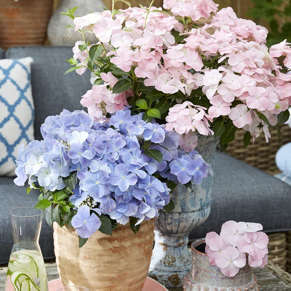 Thompson and Morgan Hydrangea French Bolero Plant Pot 13cm 2 Pack Image 1