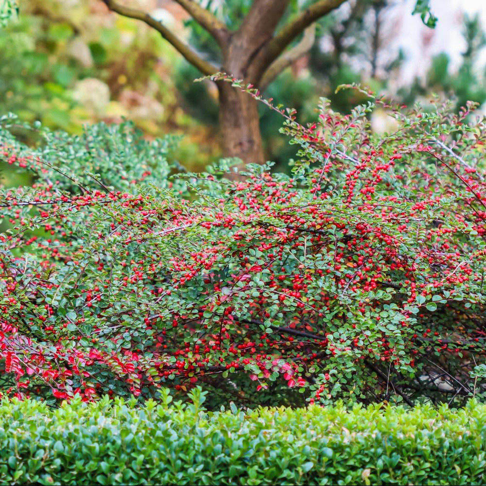 Thompson and Morgan Cotoneaster Horizontalis Variegatus Plant Pot 9cm 3 Pack Image 2