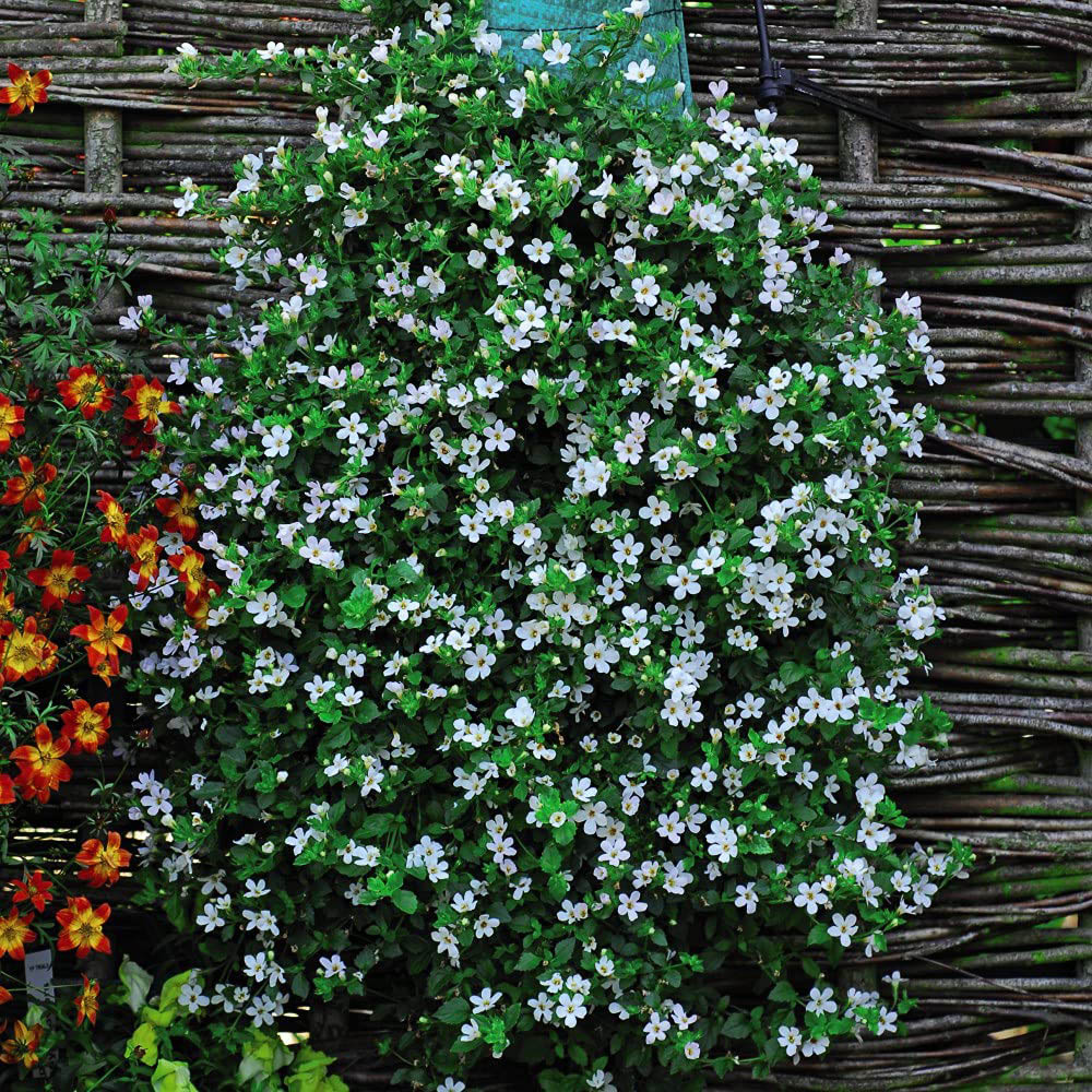 Thompson and Morgan Bacopa Snowtopia Plant Plug 24 Pack Image 5