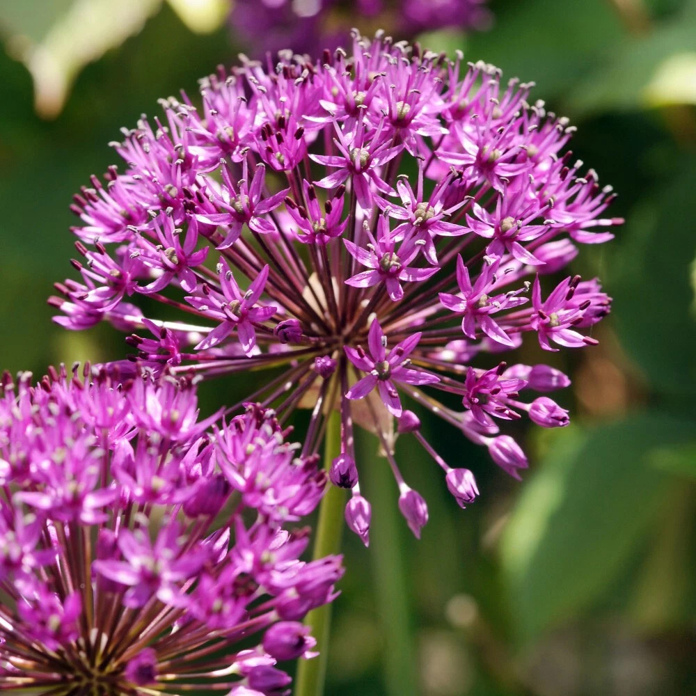 Thompson and Morgan Allium Purple Sensation Planting Bulb 32 Pack Image 4