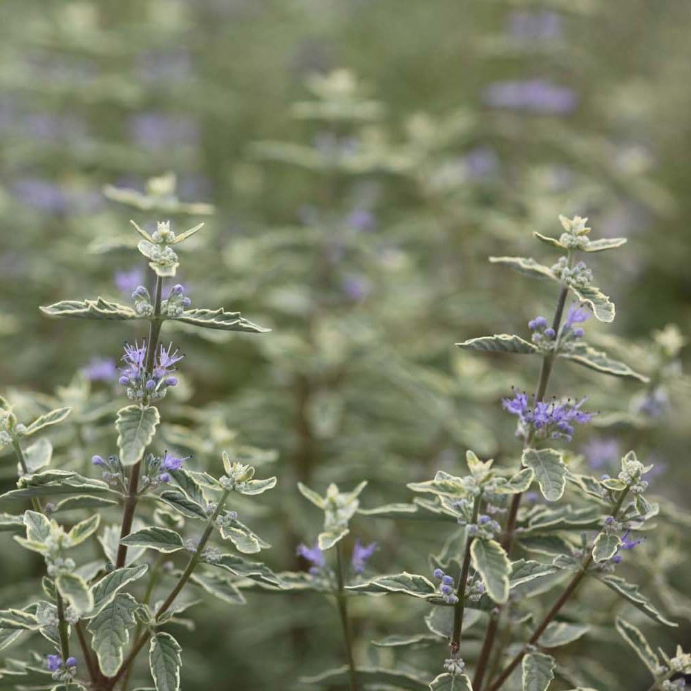 Thompson and Morgan Caryopteris x Clandonensis White Surprise Plant Pot 9cm Image 2