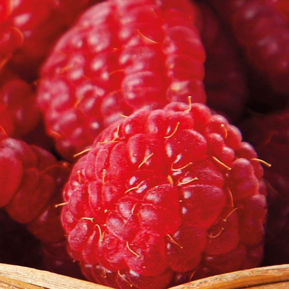 Thompson and Morgan Raspberry Autumn Bliss 12 Canes Image 1