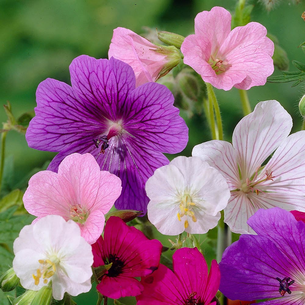 YouGarden Geranium Collection Bare Root 5 Pack Image 1