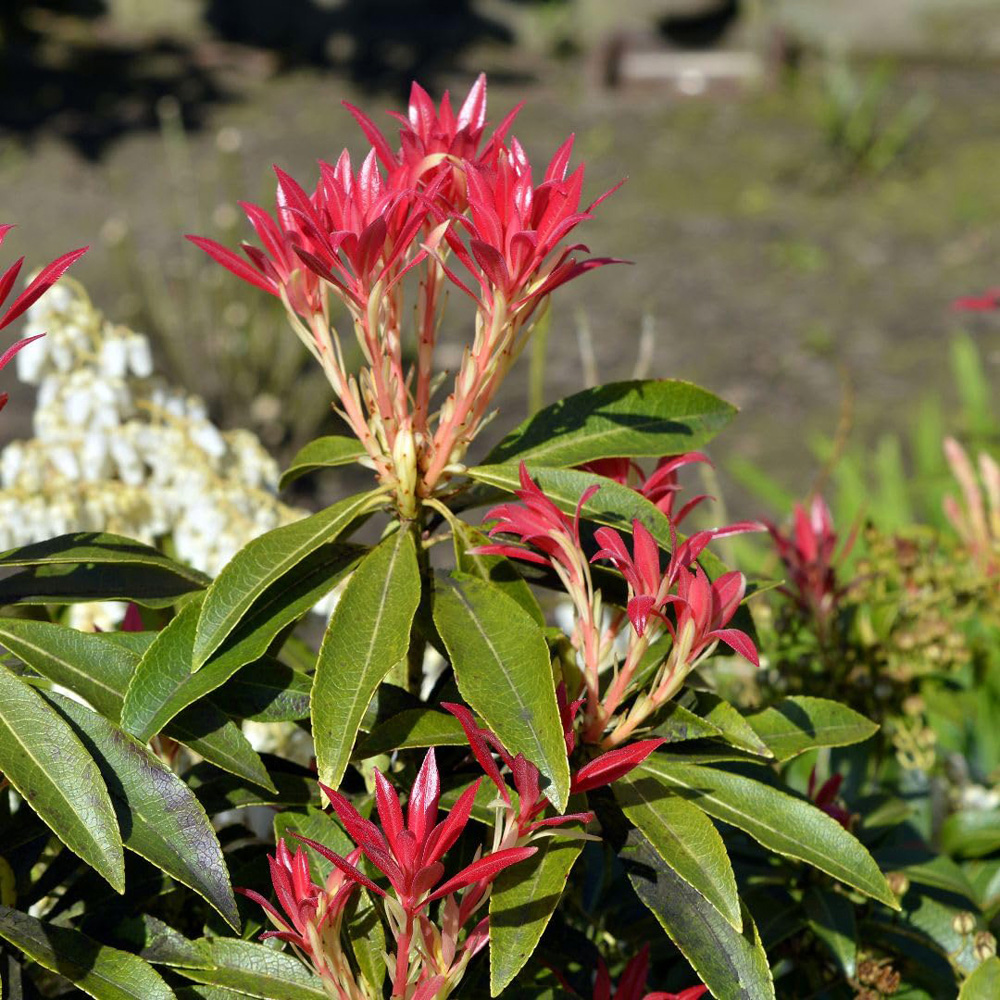 Thompson and Morgan Pieris Floribunda Forest Flame Plant in Pot 3L Image 2