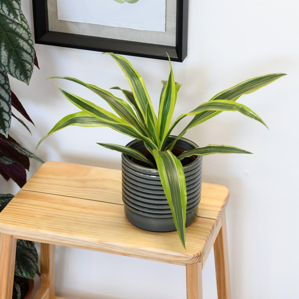 Thompson and Morgan Dracaena Dragon Tree Fragrans Lemon Lime Potted Plant 12cm Image 3