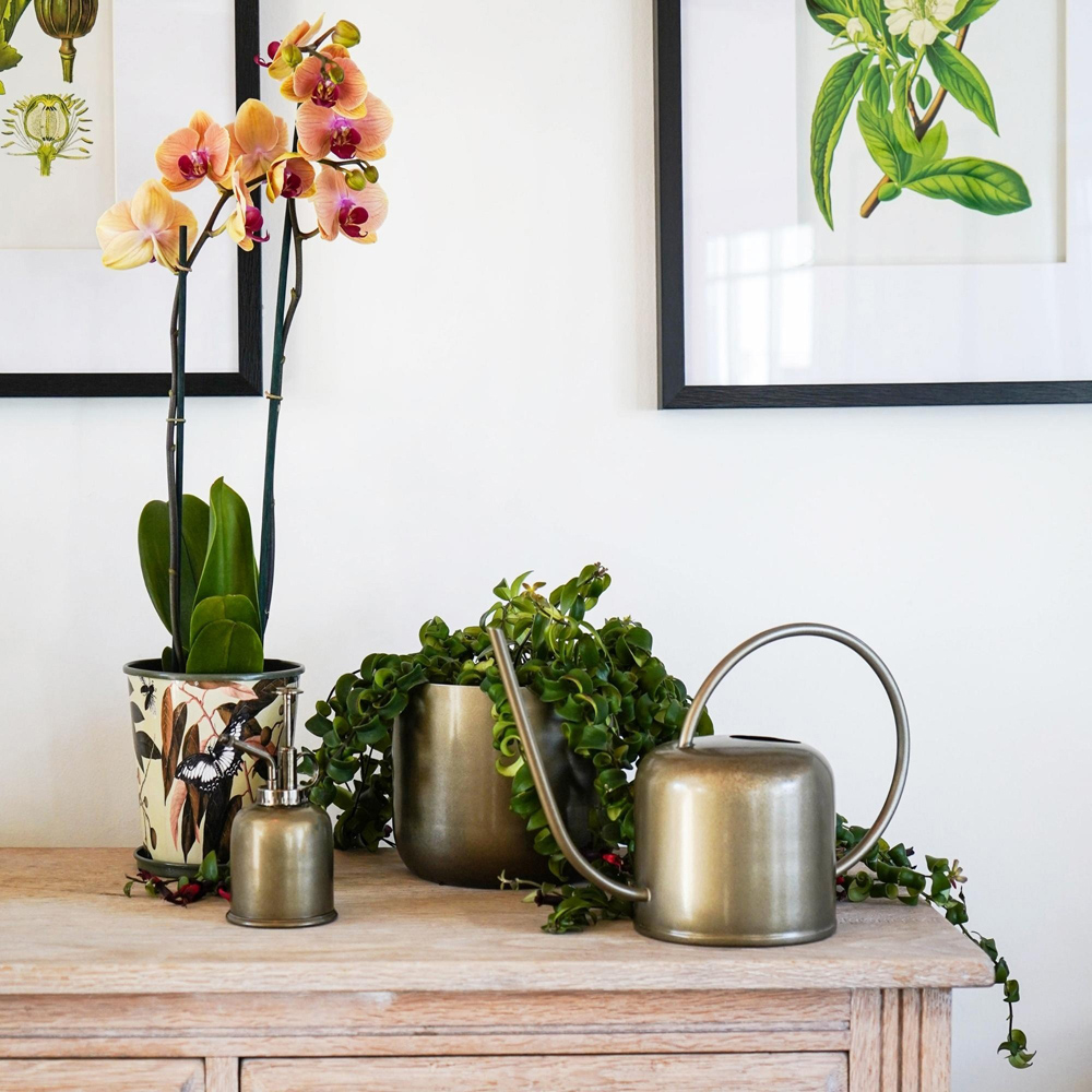 Ivyline Kew Matt Brass Plant Mister with Giftbox 14cm Image 6