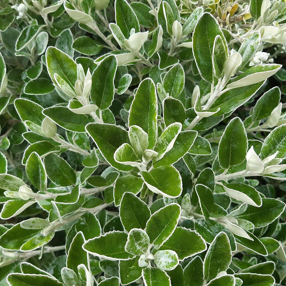 Thompson and Morgan Brachyglottis Compacta Sunshine Plant Pot 9cm 3 Pack Image 2