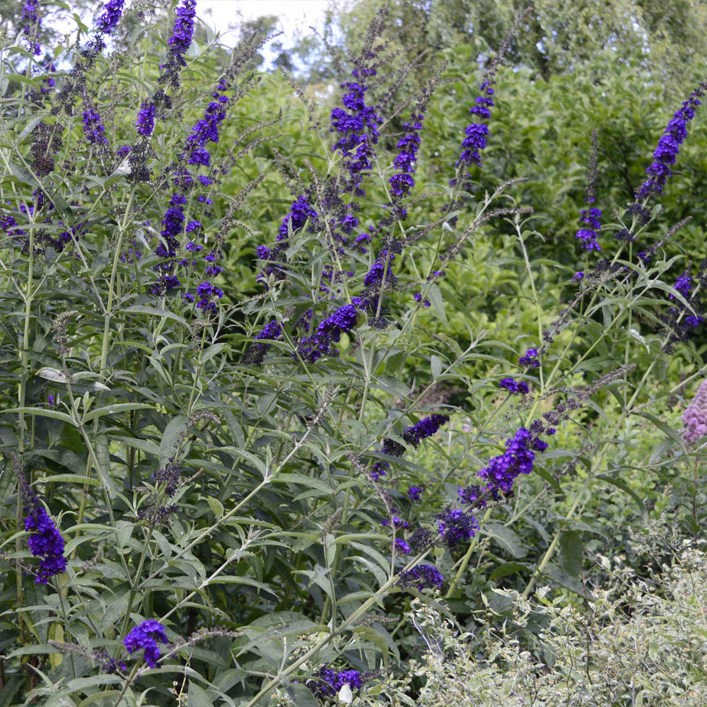 Thompson and Morgan Buddleja Davidii Black Knight Plant Pot 3L Image 3