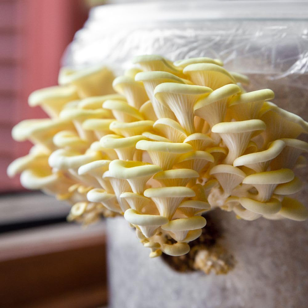 Thompson and Morgan Gift Yellow Oyster Mushroom Prepack Windowsill Kit 3L Image 3