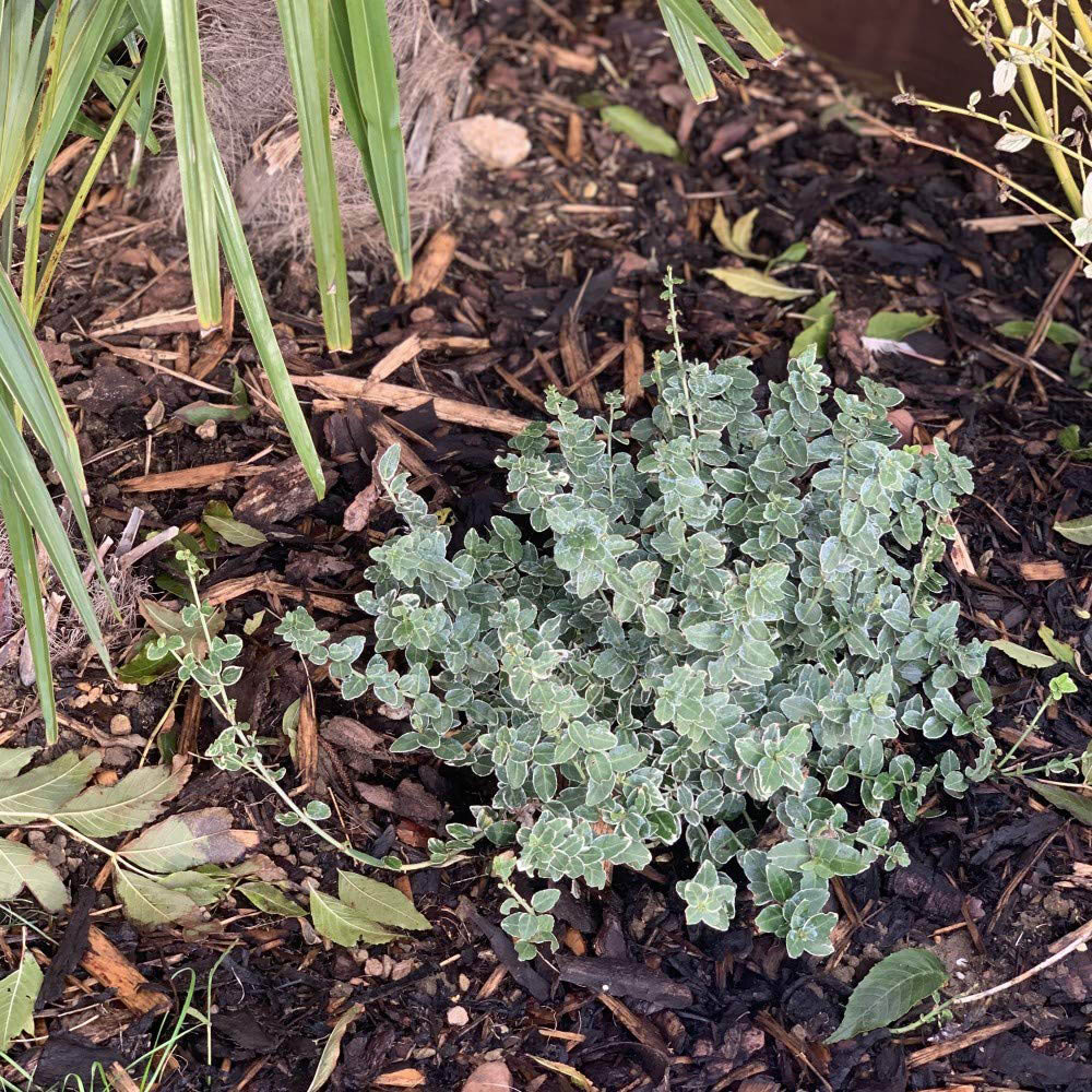 Thompson and Morgan Decorative Garden Chip Bale 80L Image 4