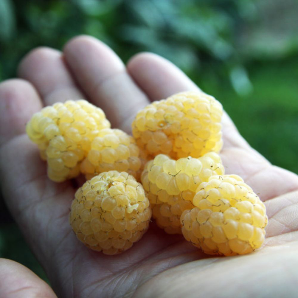 Thompson and Morgan Rubus Raspberry Idaeus Fallgold Plant Pot 15cm 2 Pack Image 2