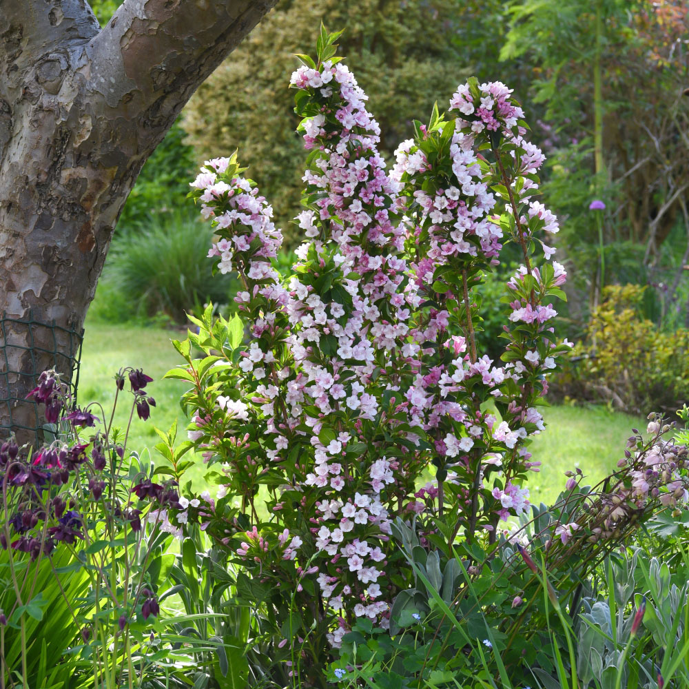 Thompson and Morgan Weigela Towers of Flowers Apple Blossom Plant Pot 9cm Image 6