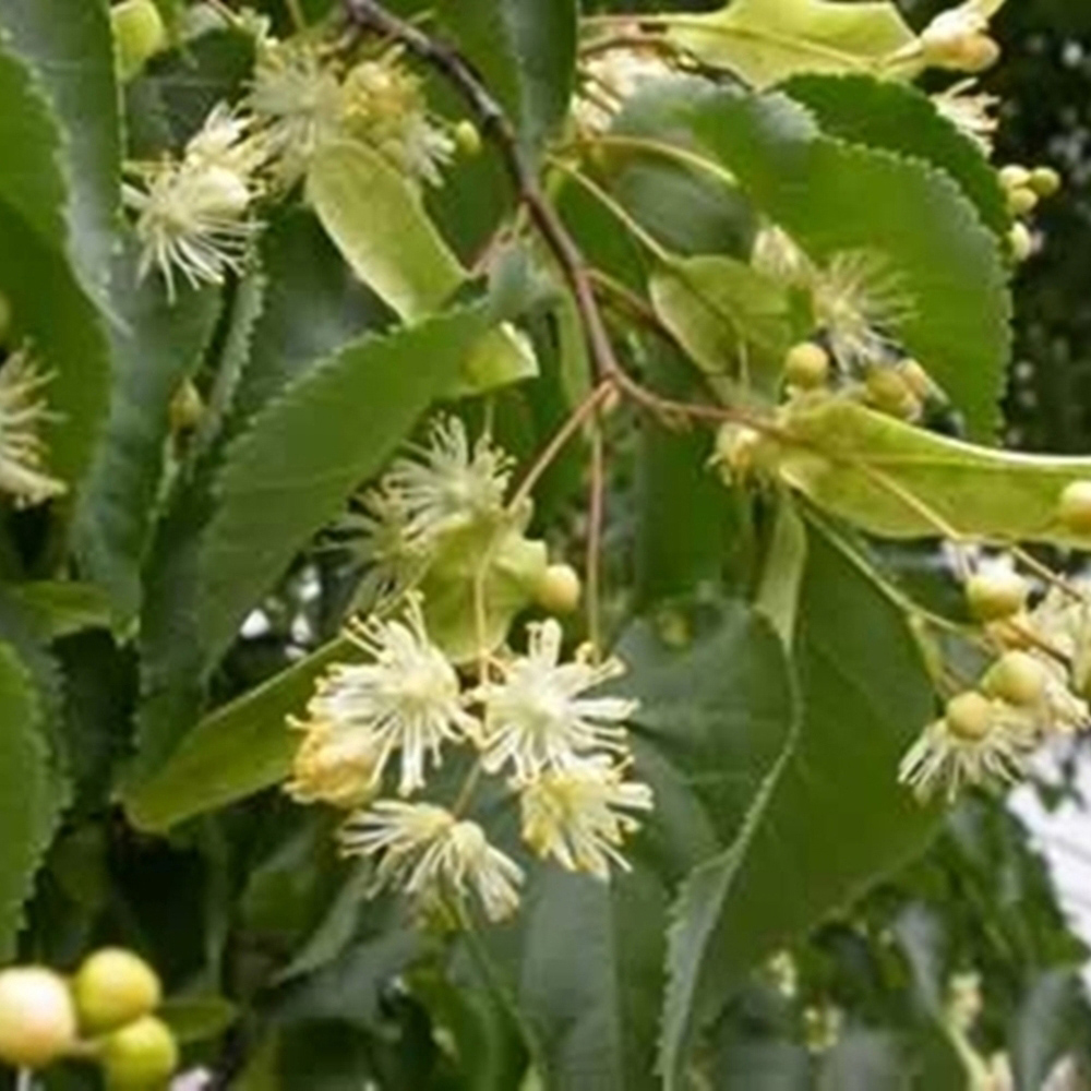 Inspirational Gifting Lime Bare Root Hedge Plant Sapling 2-3ft 20 Pack Image 3