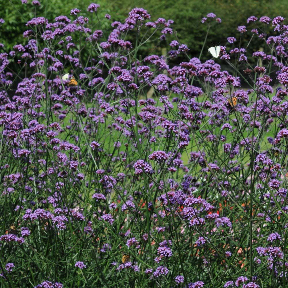 Thompson and Morgan Verbena Buenos Aires Plant Plug 48 Pack Image 1