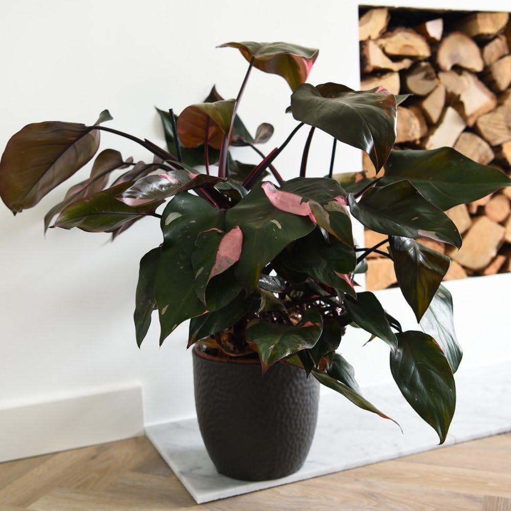 Thompson and Morgan Philodendron Erubescens Pink Princess Plant Pot 19cm Image 2