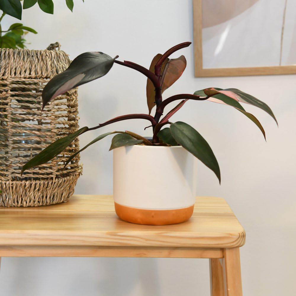 Thompson and Morgan Philodendron Erubescens Pink Princess Plant Pot 19cm Image 3