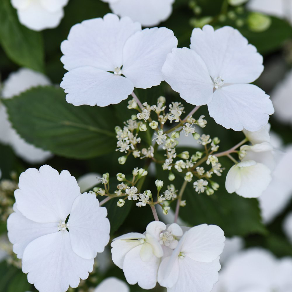 Thompson and Morgan Hydrangea Runaway Bride Plant Pot 13cm Image 2