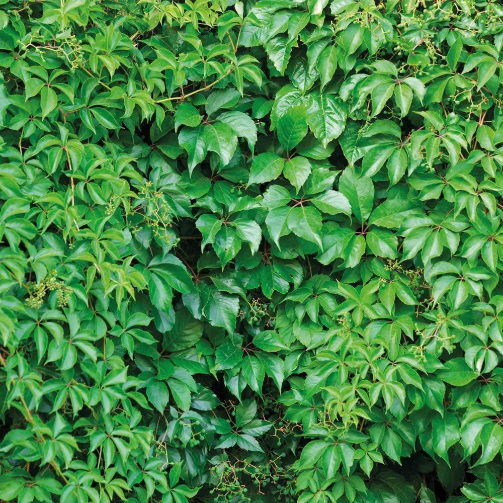 Thompson and Morgan Parthenocissus Quinquefolia Plant Pot 1.7L Image 3