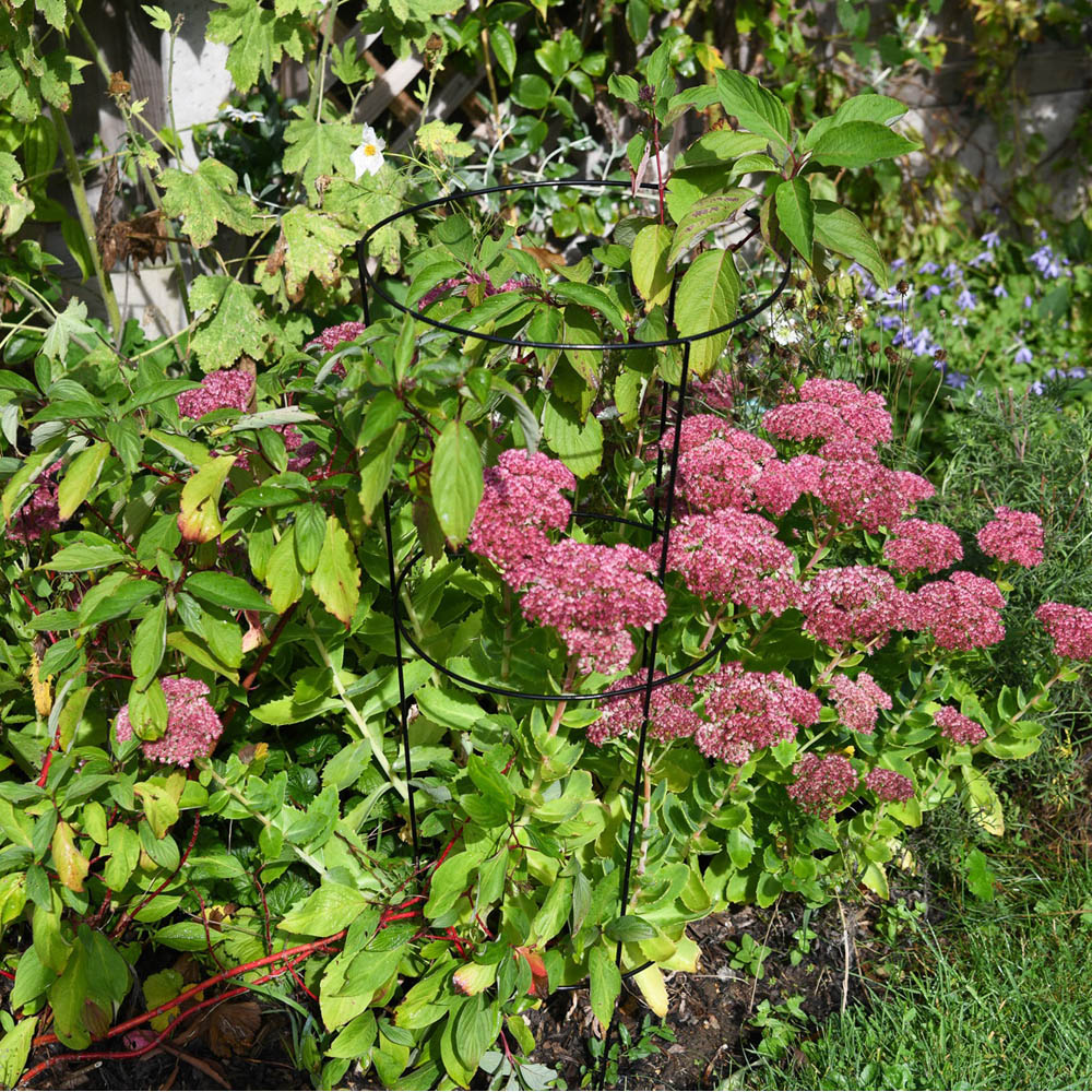 Garden Gear XL Conical Plant Support 3 Pack Image 3