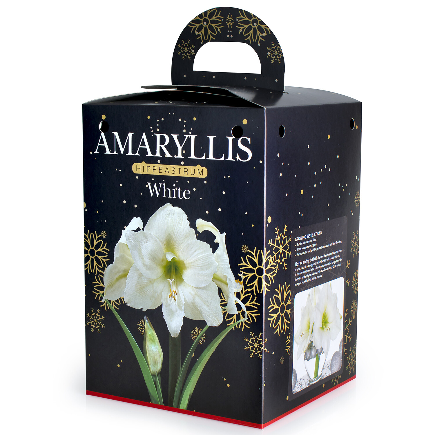 Amaryllis Gift Kit Image 3