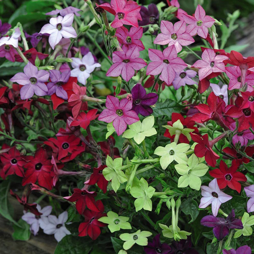 Thompson and Morgan Nicotiana Eau De Cologne Mixed Plant Plugs 72 Pack Image 3