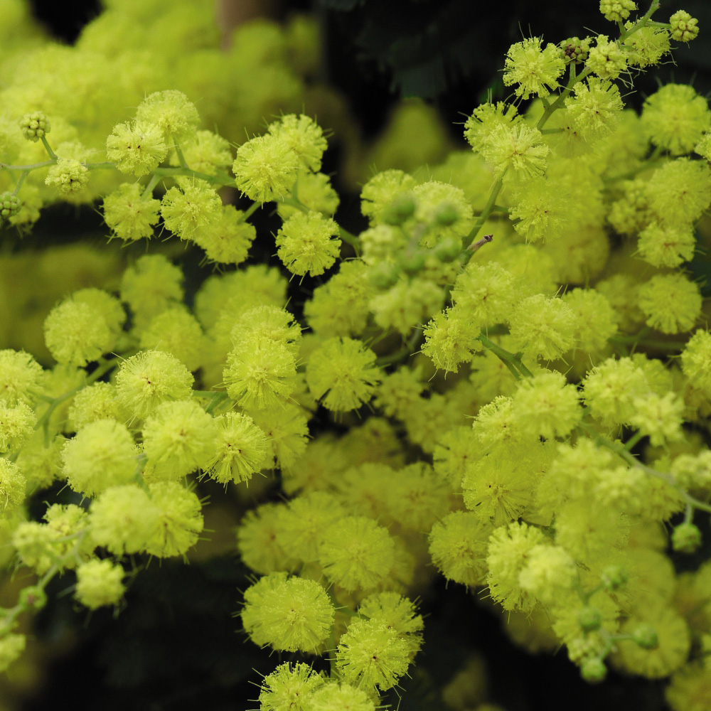 Thompson and Morgan Acacia Mimosa Dealbata Plant in Pot 9cm Image 2