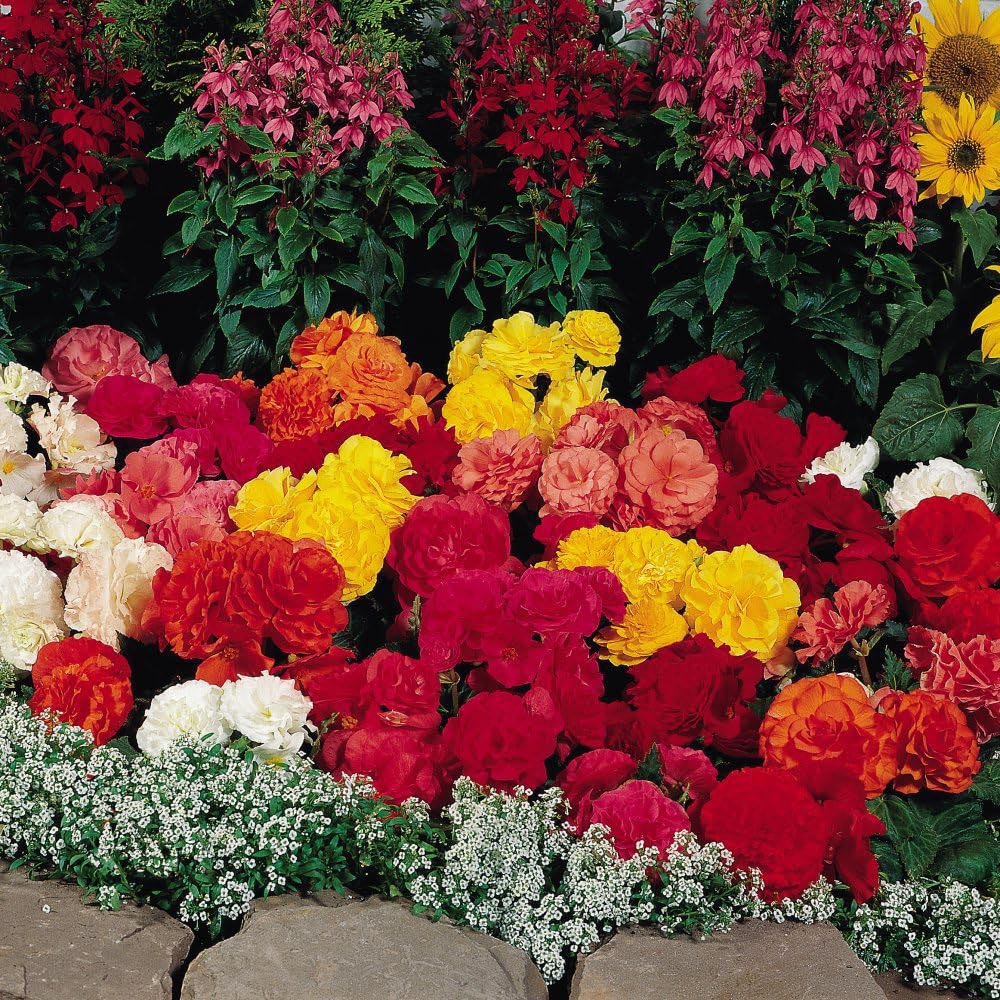 Thompson and Morgan Begonia Nonstop Mocca Mixed Plant Plug 48 Pack Image 3