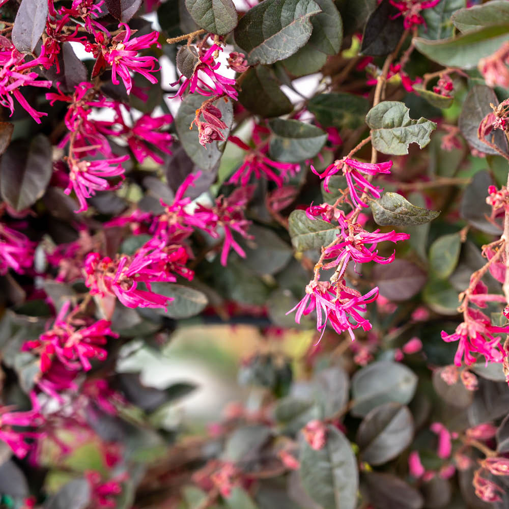YouGarden Loropetalum Black Pearl Plant Pot 15cm Image 4