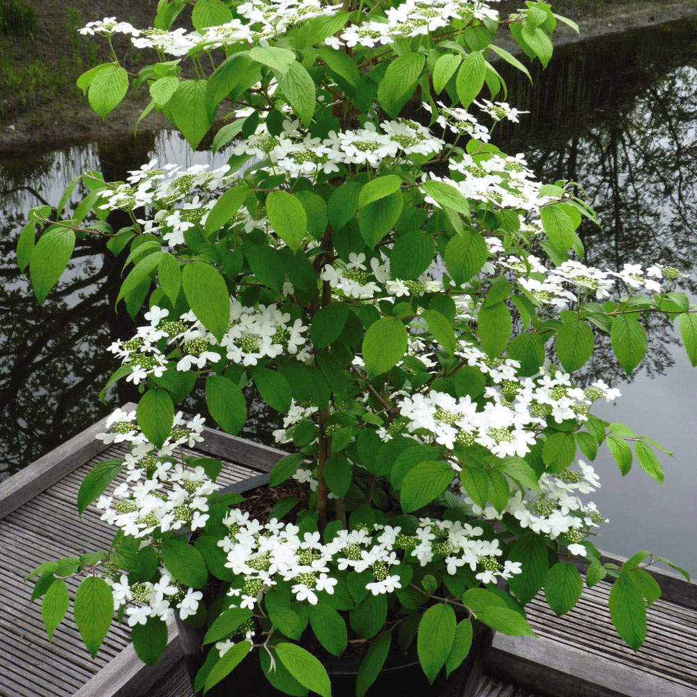 Thompson and Morgan Viburnum Kilimanjaro Plant Pot 3.6L Image 3