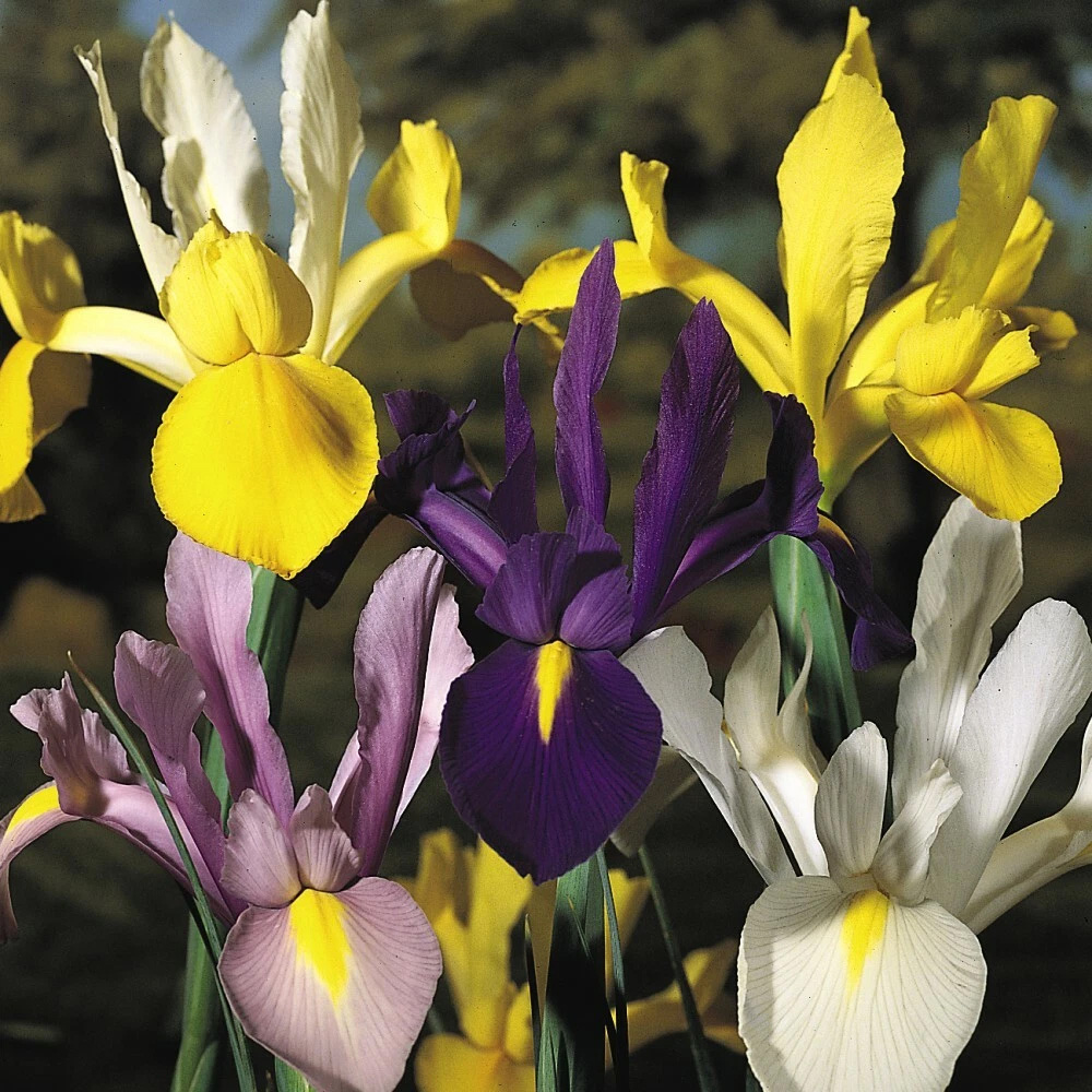 Thompson and Morgan Iris Dutch Mixed Spring Planting Bulb 80 Pack Image 3