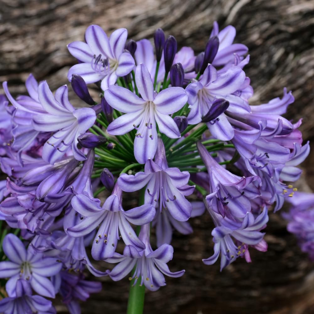 Thompson and Morgan Agapanthus Umbellatus Poppin Star Plant Pot 2L Image 2