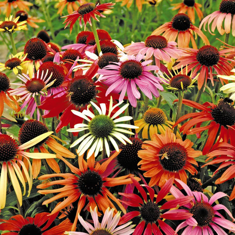 Thompson and Morgan Echinacea Pow Wow Mixed Garden Ready Plant 30 Pack Image 1