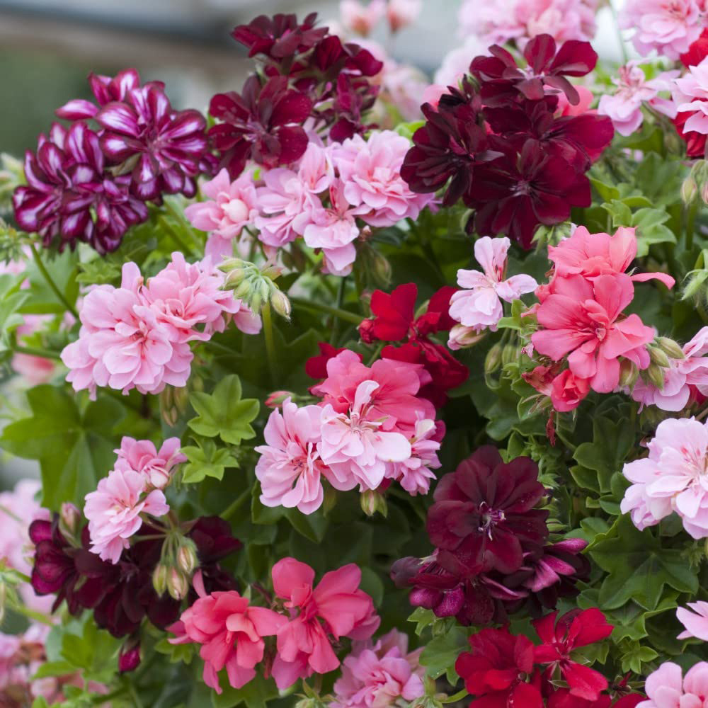 Thompson and Morgan Nurserymans Choice Geranium Jumbo Plant Plugs 10 Pack Image 2