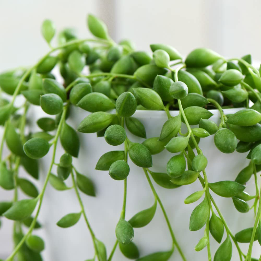 Thompson and Morgan Senecio String of Teardrops Plant in Pot 11cm 3 Pack Image 4