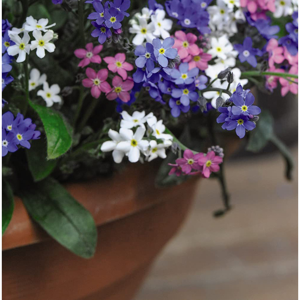 Thompson and Morgan Myosotis Forget Me Not Garden Ready Plant 30 Pack Image 3