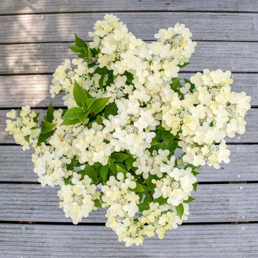 Thompson and Morgan Hydrangea Paniculata Polestar Ophelia Potted Plant 9cm 3 Pack Image 6