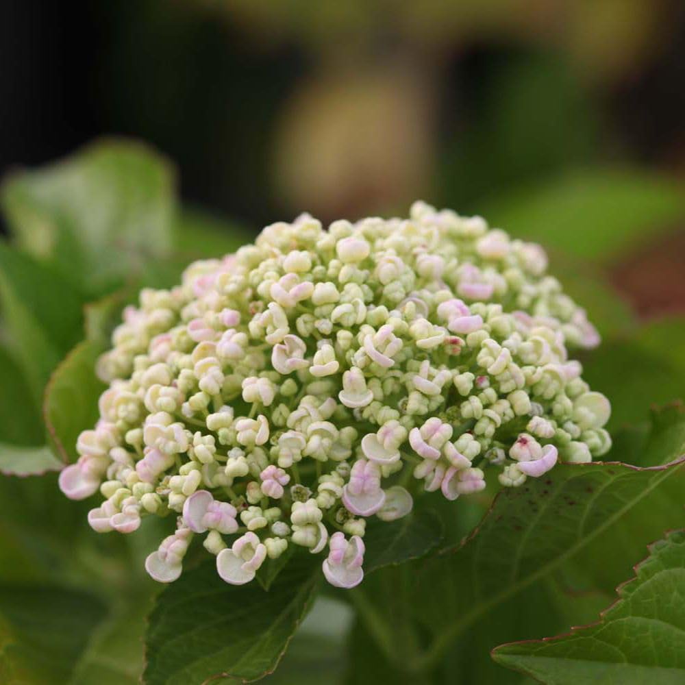 Thompson and Morgan Hydrangea Macrophylla Ayesha Plant in Pot 25L Image 2