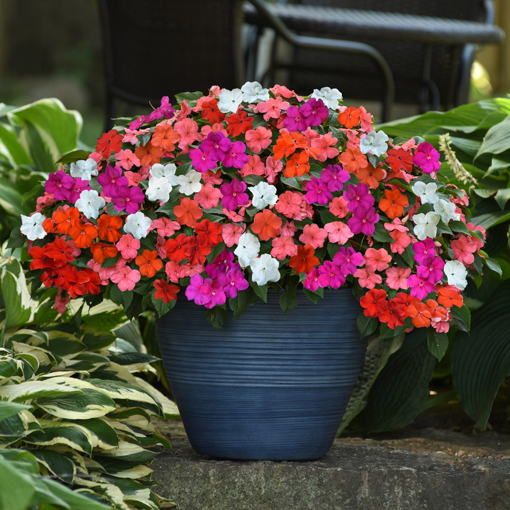 YouGarden Busy Lizzie Beacon Plug Plant 12 Pack Image 2