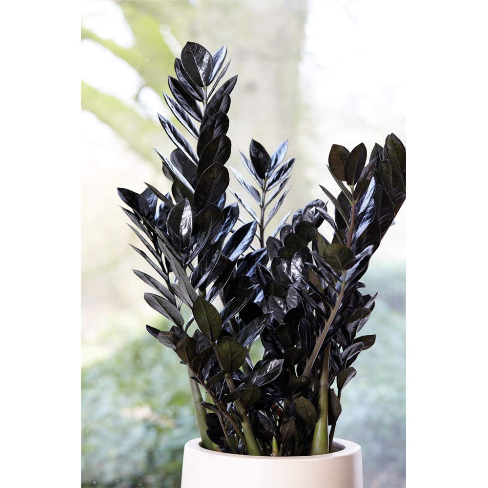 Thompson and Morgan Zamioculcas Raven Black Plant in Pot 14cm 2 Pack Image 3