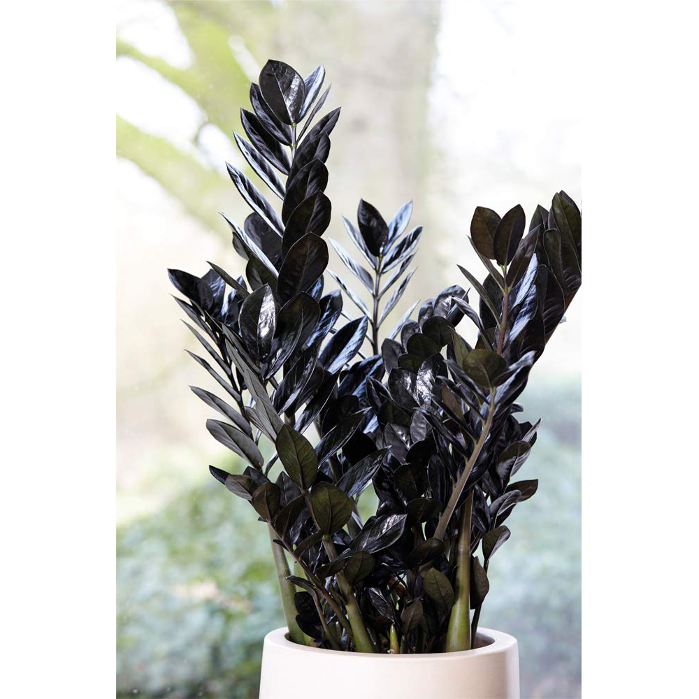 Thompson and Morgan Zamioculcas Raven Black Plant in Pot 14cm Image 3