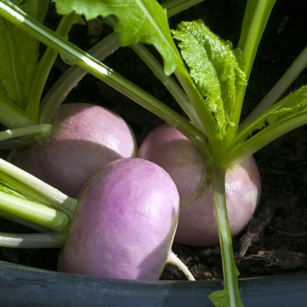 Thompson and Morgan Turnip Atlantic Seeds Image 1
