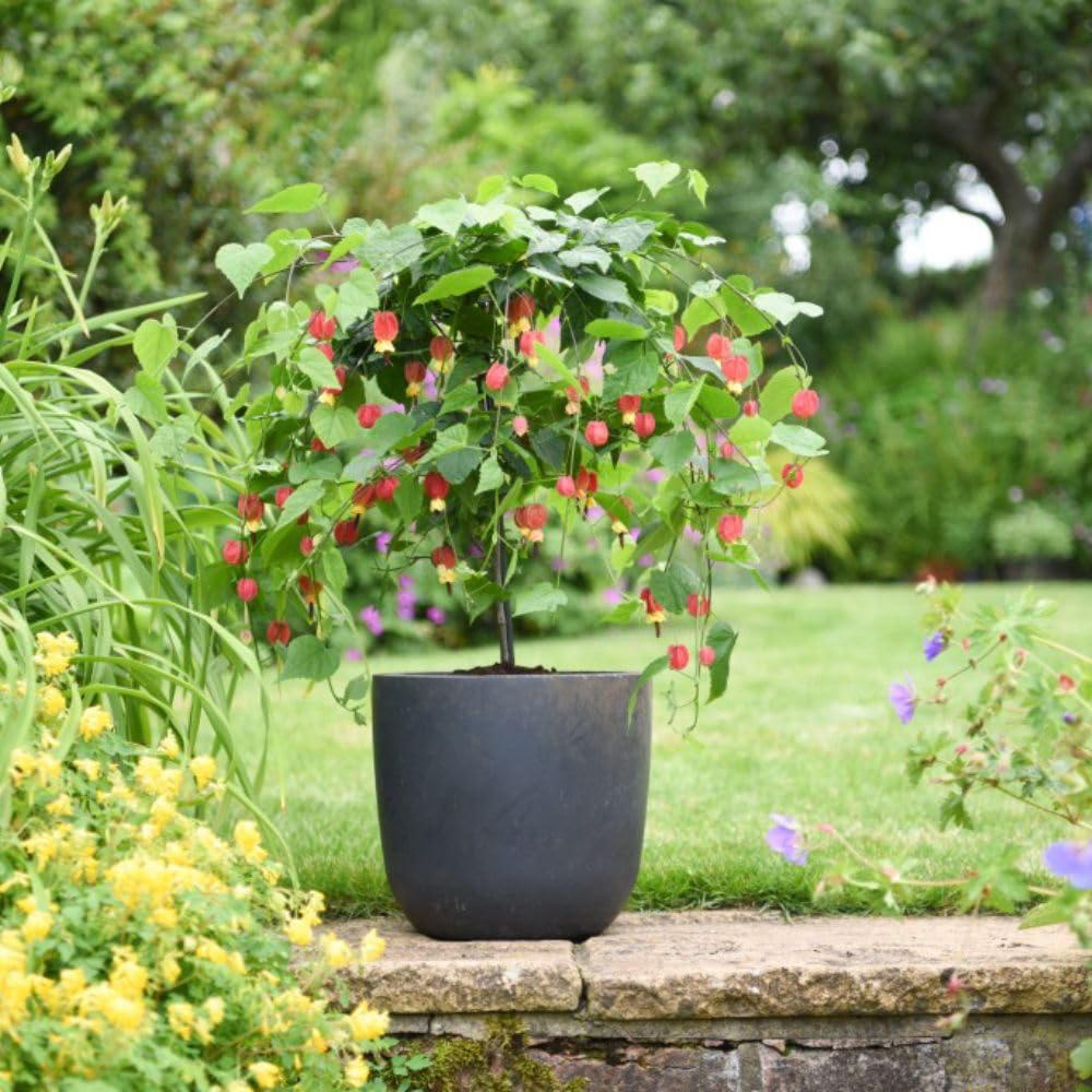 Thompson and Morgan Abutilon Mega Plantamicum Plant Pot 3L Image 3