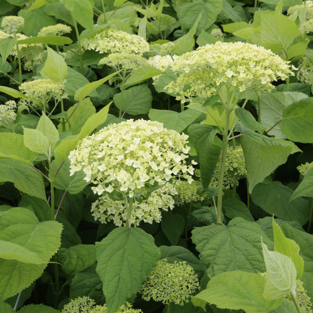 Thompson and Morgan Hydrangea Annabelle Plant Pot 12L Image 6