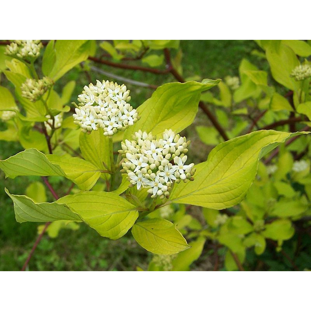 Inspirational Gifting Hedging Dogwood Native Bare Root Hedge Plant Sapling 3-4ft 20 Pack Image 5