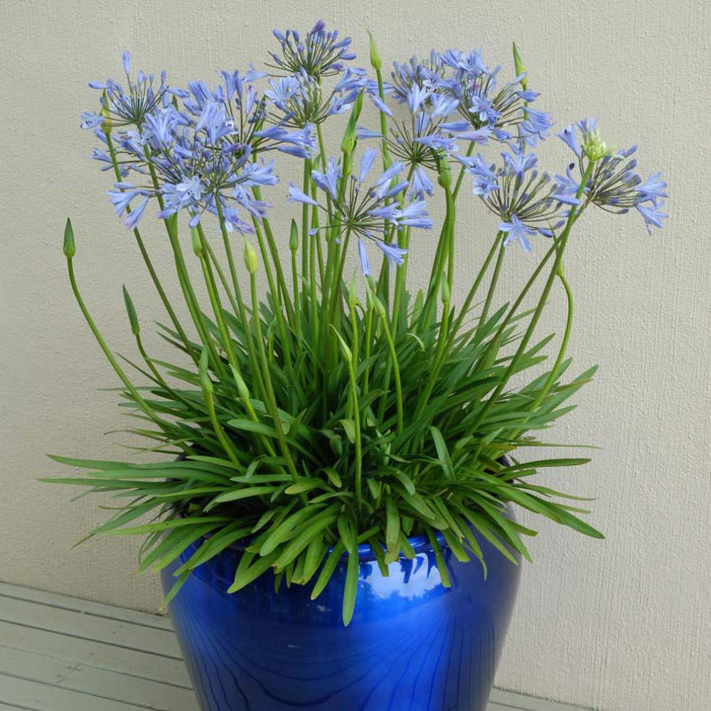 Thompson and Morgan Agapanthus Blue storm Plant Pot 3.5L 2 Pack Image 2