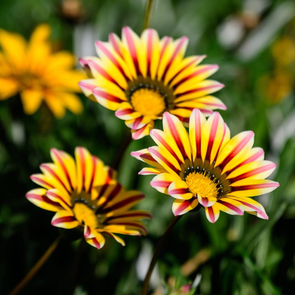 Thompson and Morgan Gazania Tiger Stripes Mixed Plug Plant 36 Pack Image 3