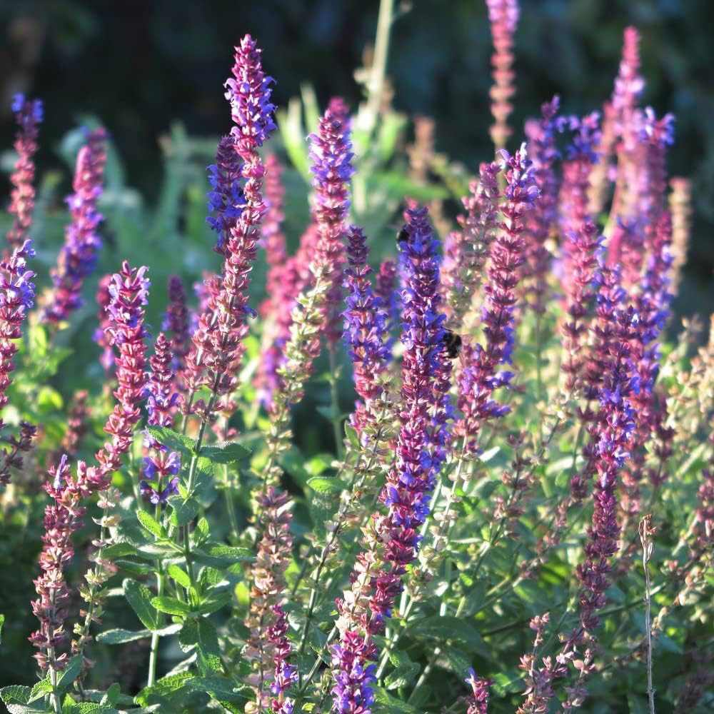 Thompson and Morgan Nurserymans Choice Perennial Cottage Garden Plant Pot 9cm 18 Pack Image 6