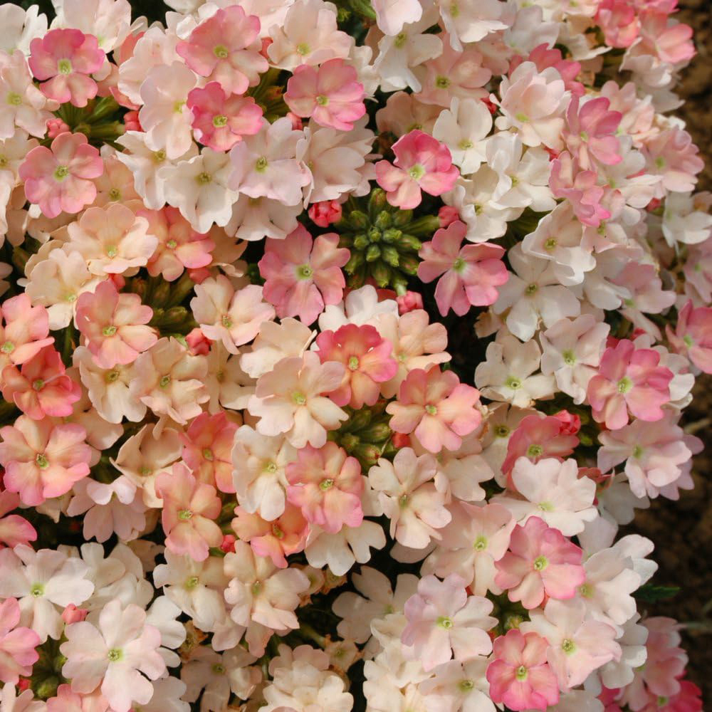 Thompson and Morgan Verbena Peach Picotee Garden Ready Plant 15 Pack Image 2